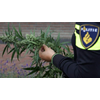 Burgemeester sluit drugspanden op bedrijventerreinen Westfrisia en De Oude Veiling