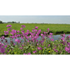 Heeft Hoorn en/of Westfriesland bloemrijke bermen?