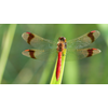 Zomerexpositie vlinders en libellen