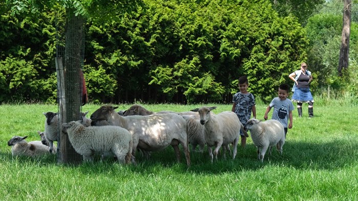 Lentekriebels met de schapen