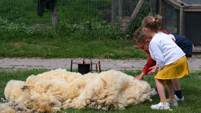 De afgeschoren schapenwol