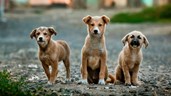 Afschaffing hondenbelasting dichterbij dan ooit