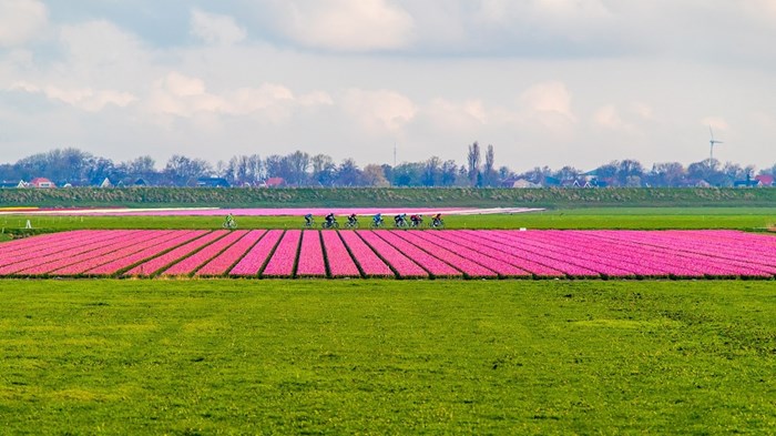 Ronde van NH met tulpenvelden