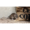 Muizen en ratten nemen Nederland over