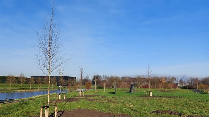 Nieuwe bomen in Hoorn