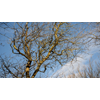 IVN Gezins-excursie: Bomen in de winter