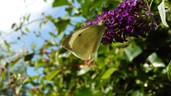 Groot koolwitje - vlinderstruik paars - Kars Veling