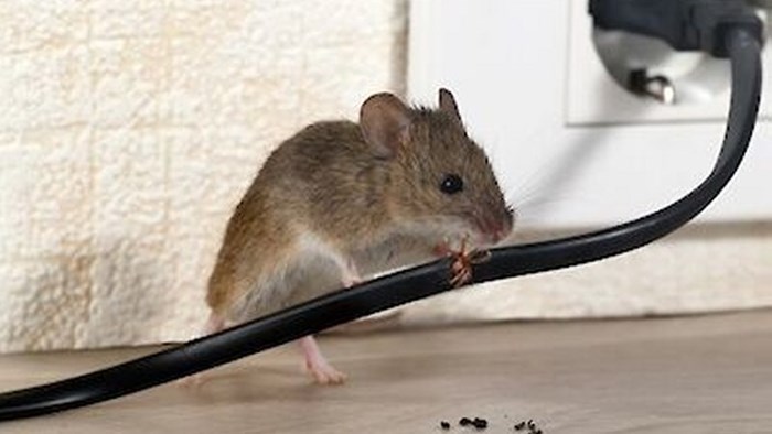 Muis knaagt aan elektriciteitssnoer
