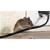 Onhoudbare muizenplaag in huis aan de Kluut 