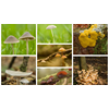 Zoek de paddenstoel in het Streekbos: een ontdekkingstocht voor kinderen