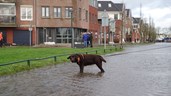 Wateroverlast in Hoorn a